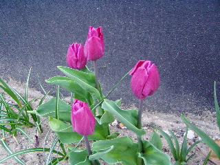 Tulips in Bussum