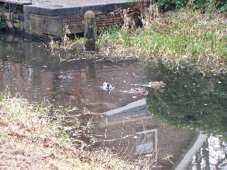ducks in Utrecht