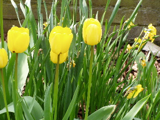 Tulips in Utrecht