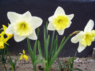 Daffodils in Bussum