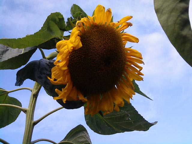 Giant sunflower 2008